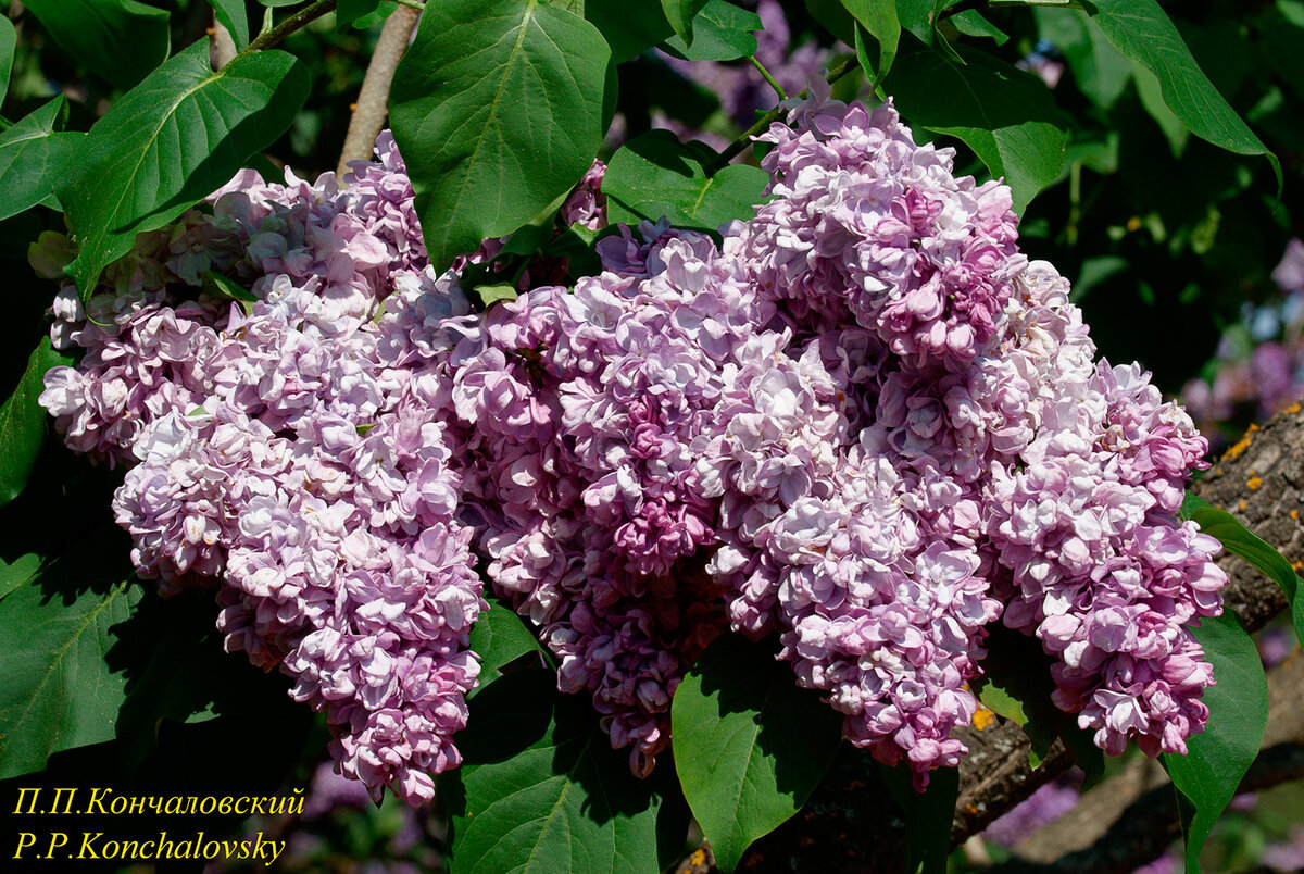 П.П.Кончаловский. Фото Автора.