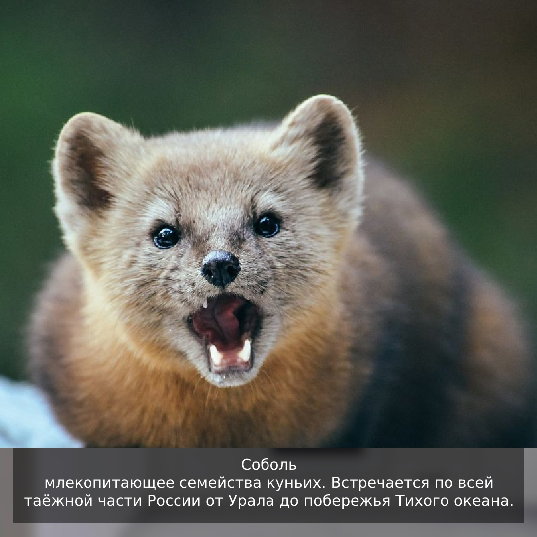 Фото взято из общего доступа в сети интернет