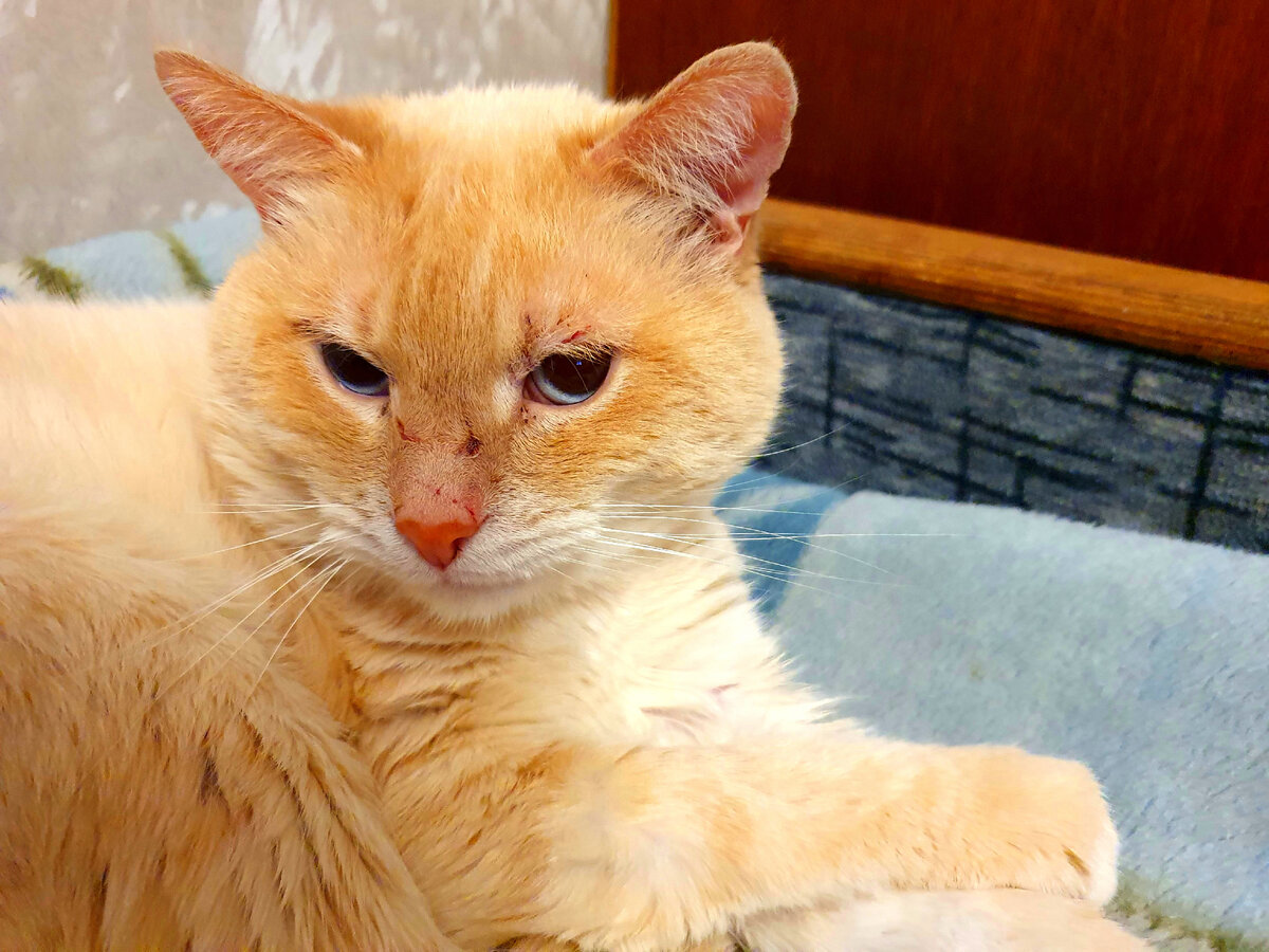 Иннокентий.