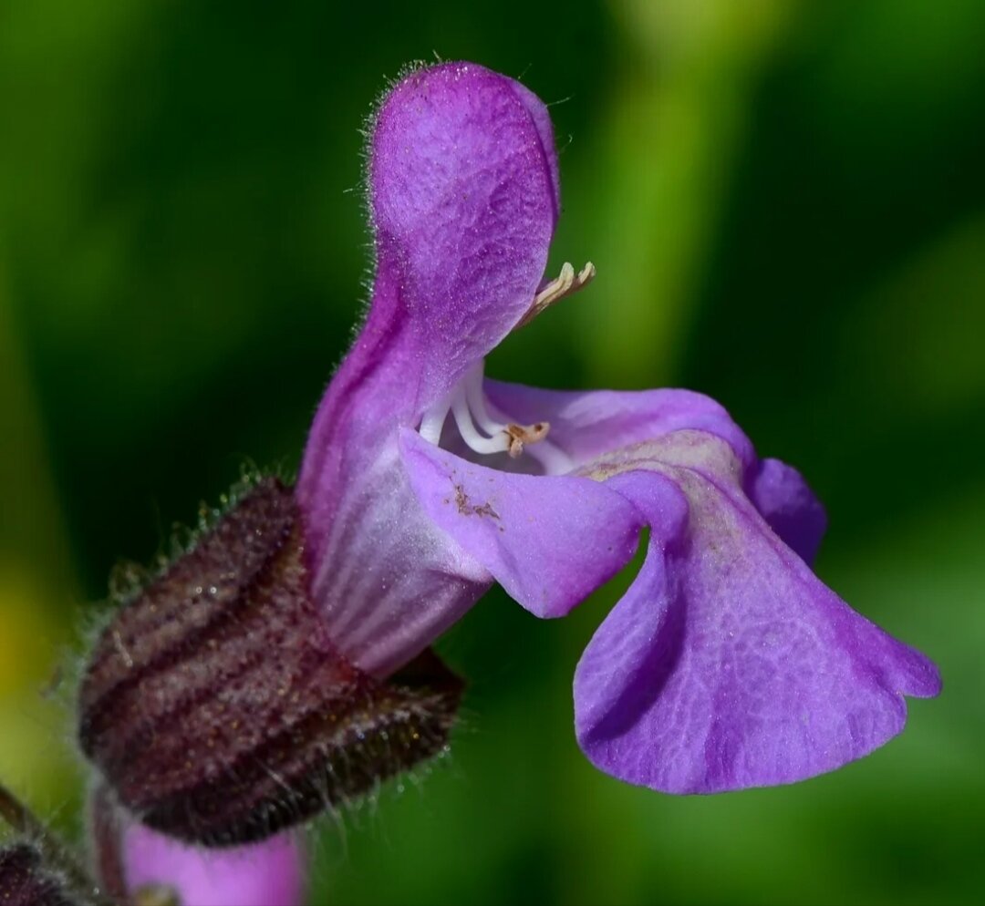 Яснотковые. Губоцветные (Lamiaceae). Яснотковые Lamiaceae. Яснотковые шалфей. Семейство Губоцветные шалфей.