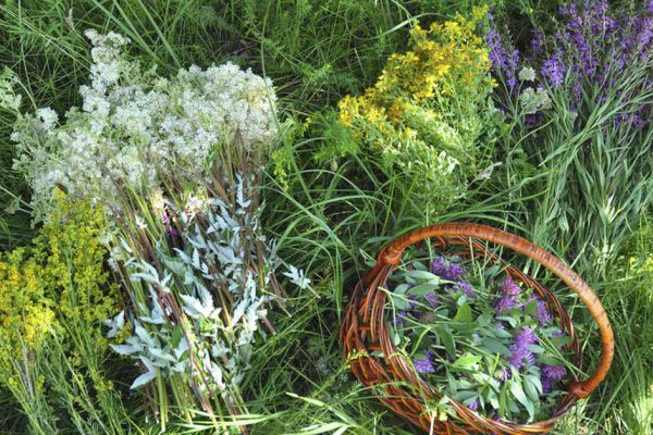 Травы на Троицу