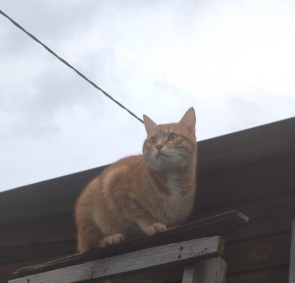 Личное  фото