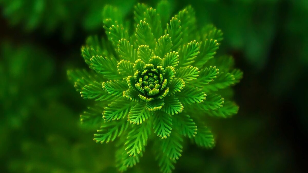      Источник: pixabay.com