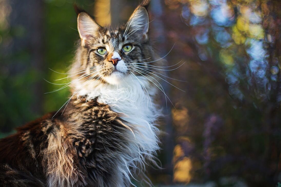 Мейн-кун. Коты Мейн кун. Лесной кот Мейн кун.