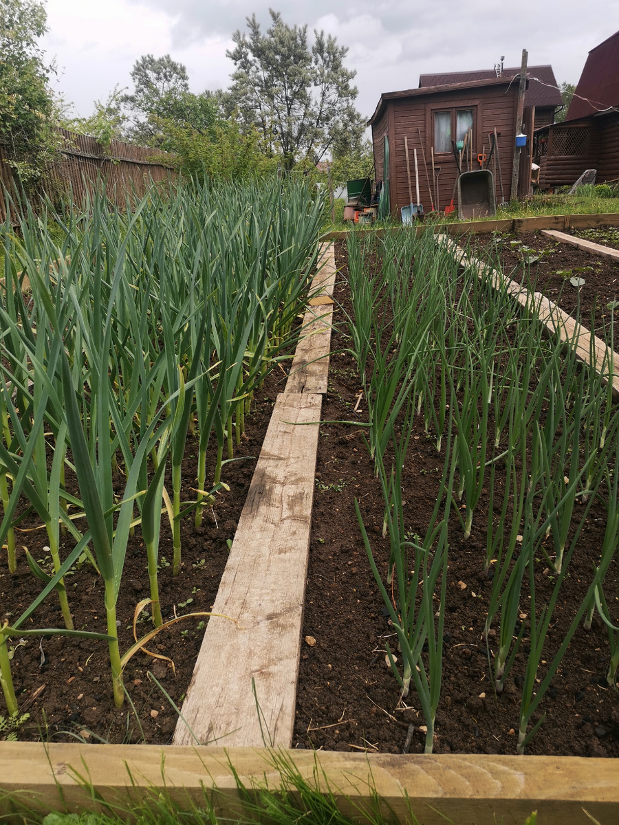 Чеснок и лук прополоты, накормлены и оставлены в покое до сбора урожая