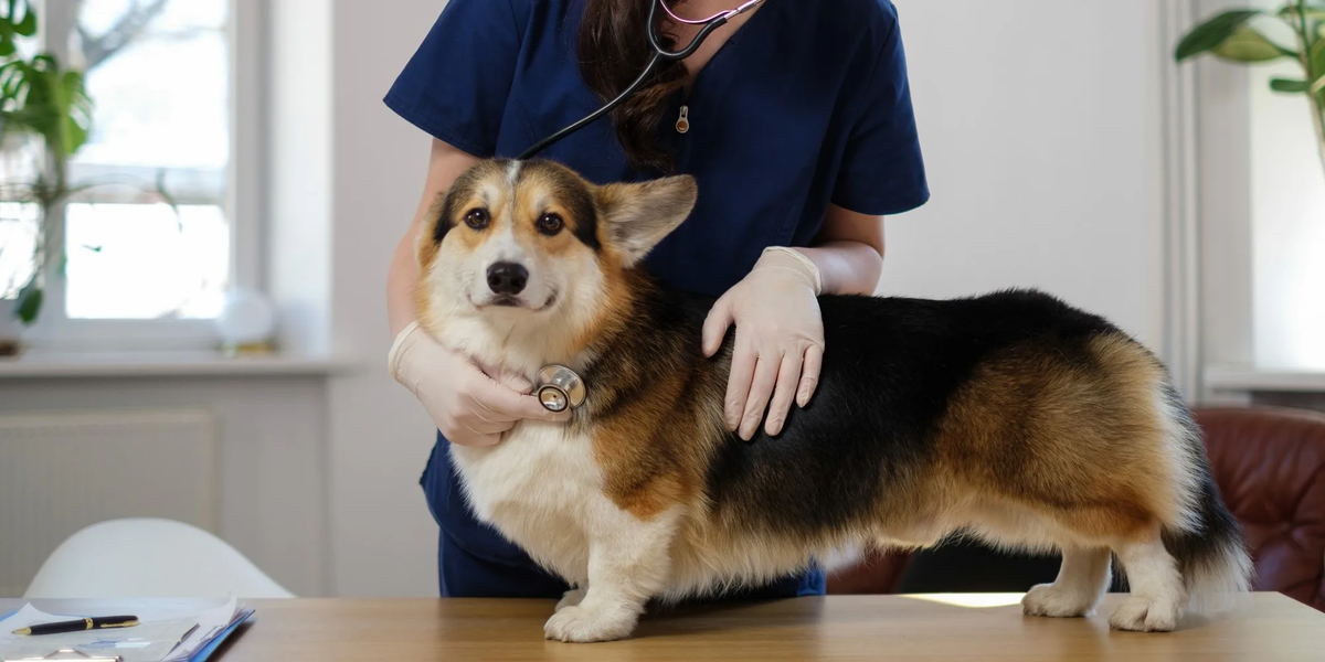 Картинка с Яндекс Поиска