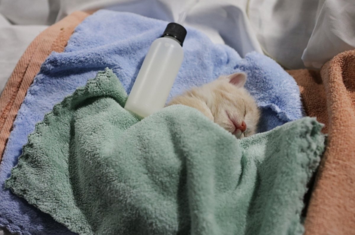    В Шебекино волонтеры спасают домашних животных, рискуя жизнью