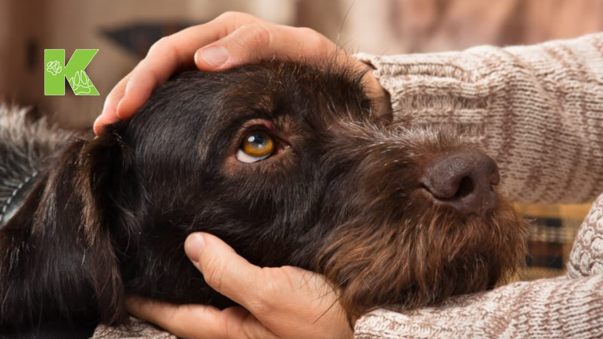 Лечение диареи у собак