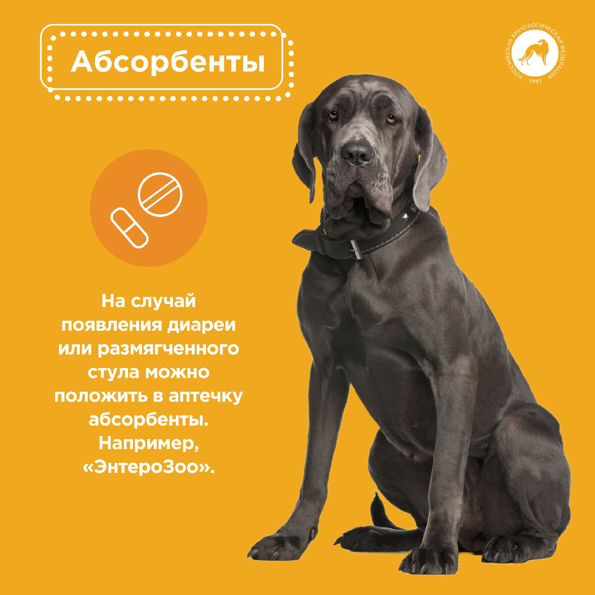 Ветеринарная аптечка в отпуск с собакой | Российская кинологическая ...