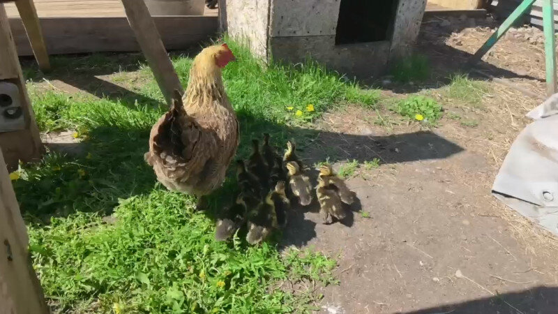     Курица вырастила целый выводок утят в барнаульском зоопарке Барнаульский зоопарк "Лесная сказка"