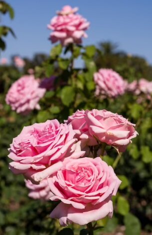 https://ru.freepik.com/free-photo/bunch-of-pretty-pink-roses-in-the-nature_6344814.htm#query=розы%20в%20саду&position=19&from_view=search&track=ais