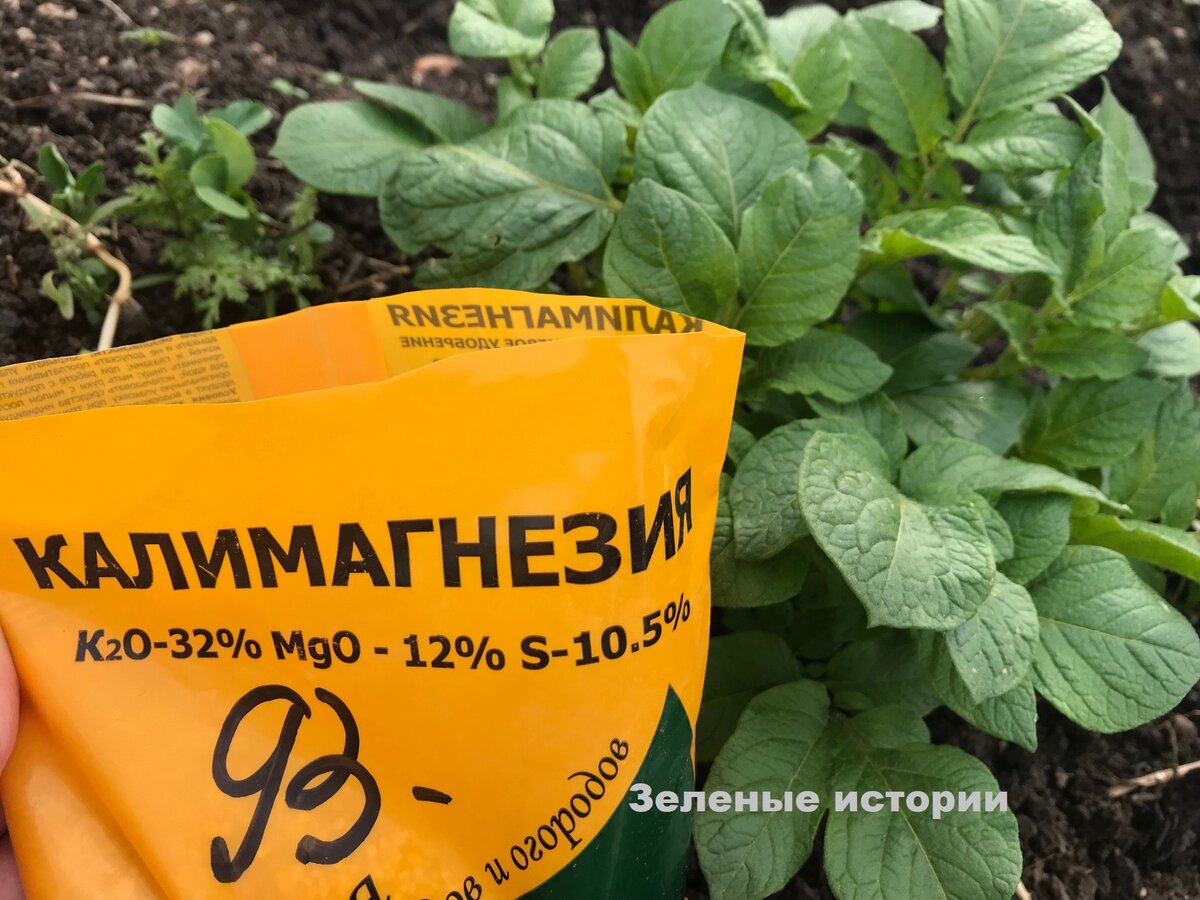Как подкормить огурцы калимагнезией. Калимаг для картофеля.