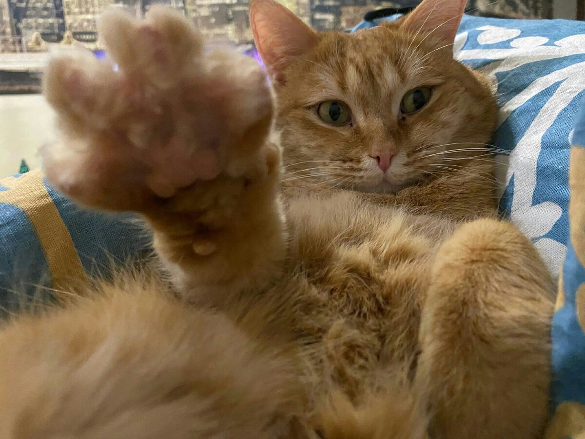 Кот и мышка. Судьба кота. Василий кот тула. Выброшенный на произвол судьбы огромный заяц, италия. Кто хозяйка кота.