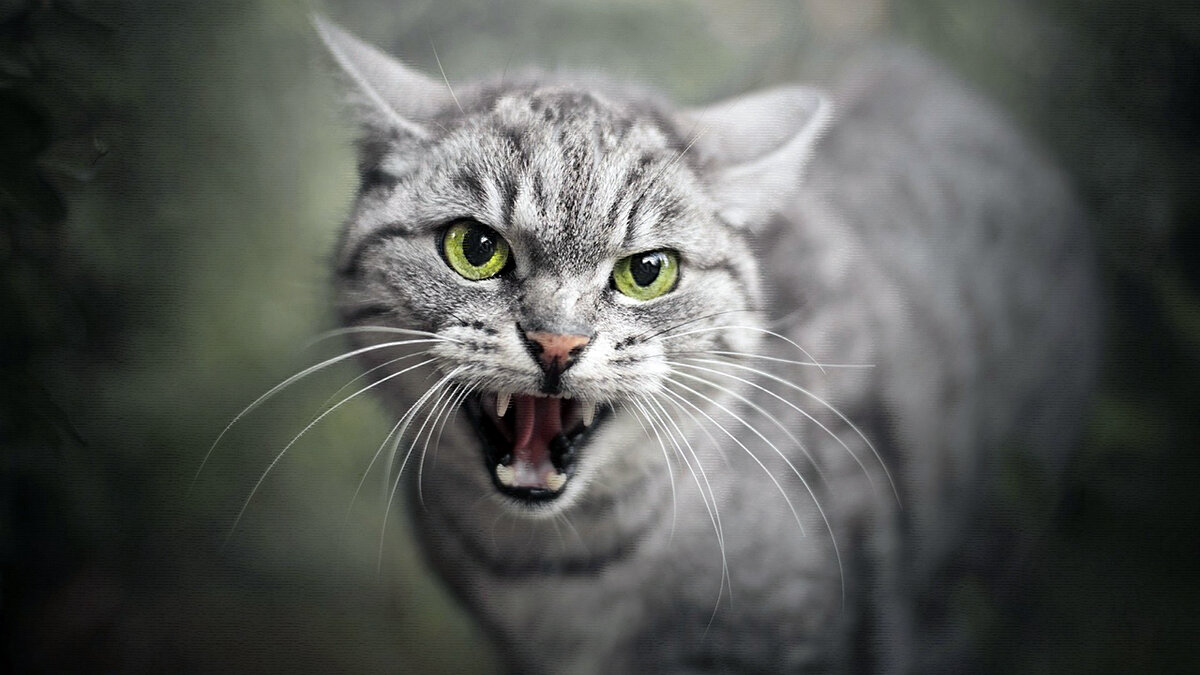 источник фото: mykaleidoscope.ru