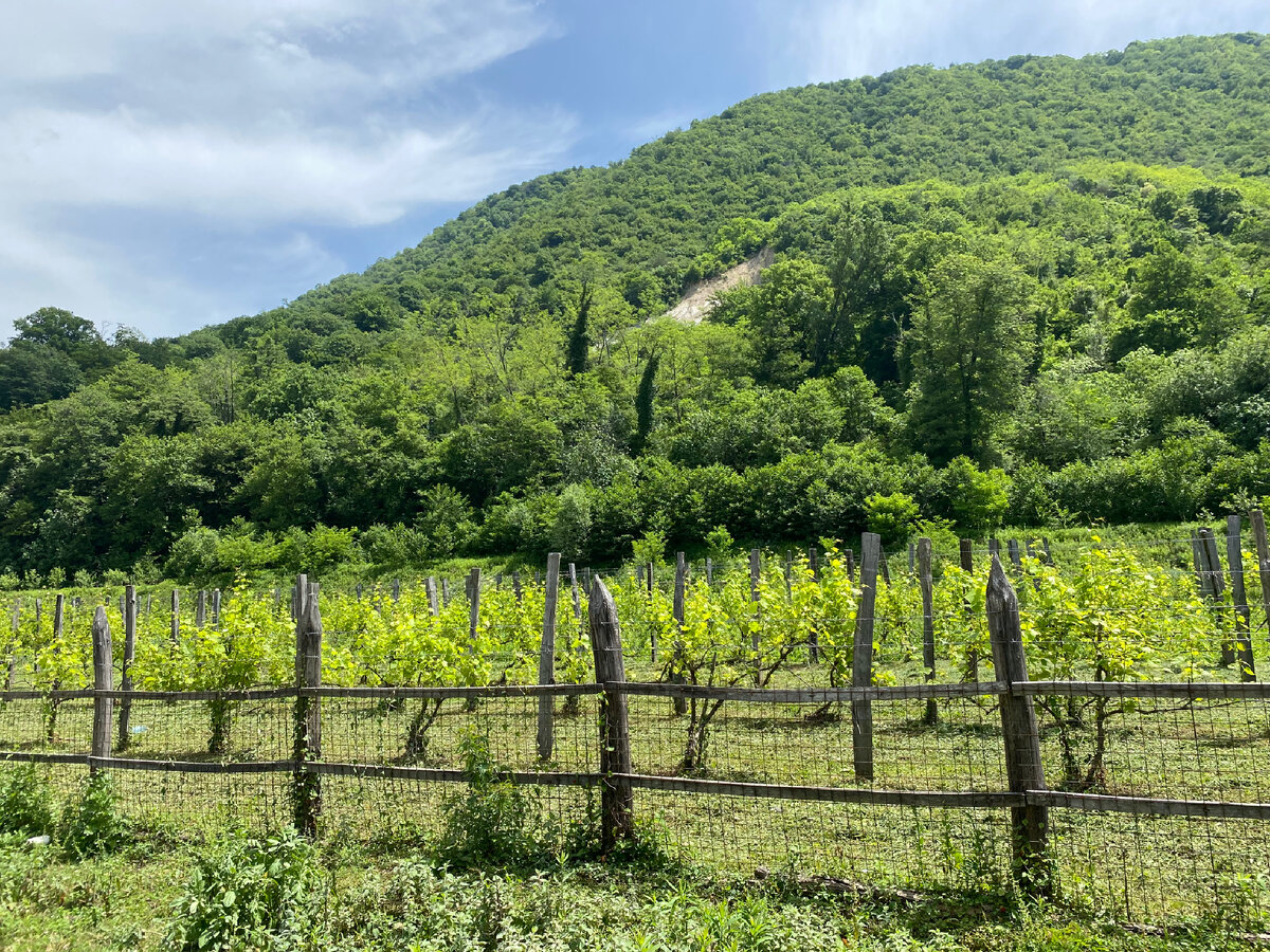 Виноградники - для тех, кто считает , что нет Абхазского вина.