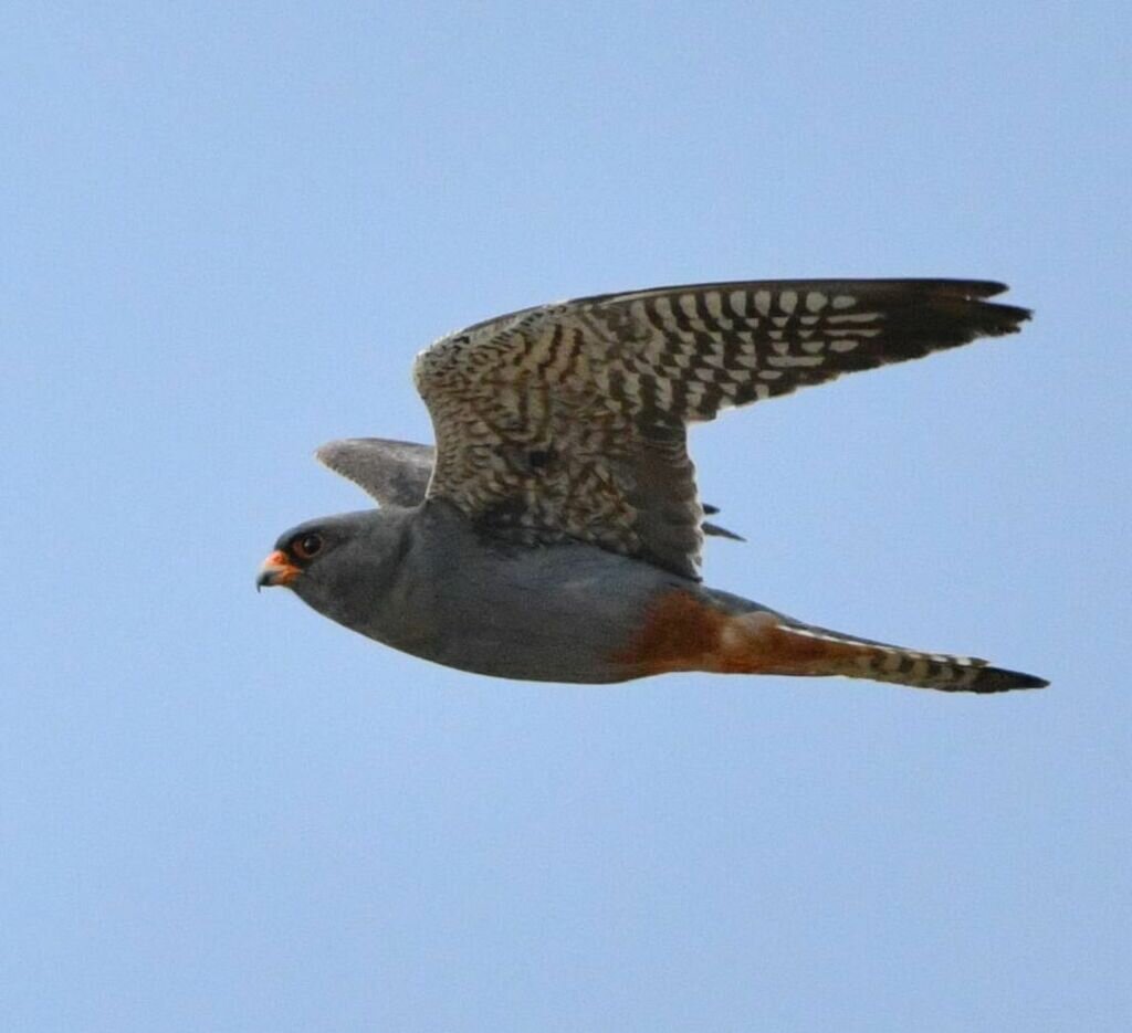 Кобчик, Испания, фото Marc