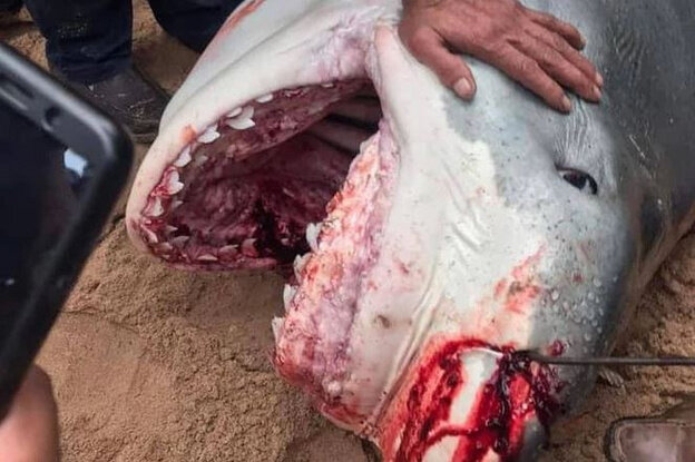    Акула растерзала россиянина в Египте: что известно о жуткой трагедии