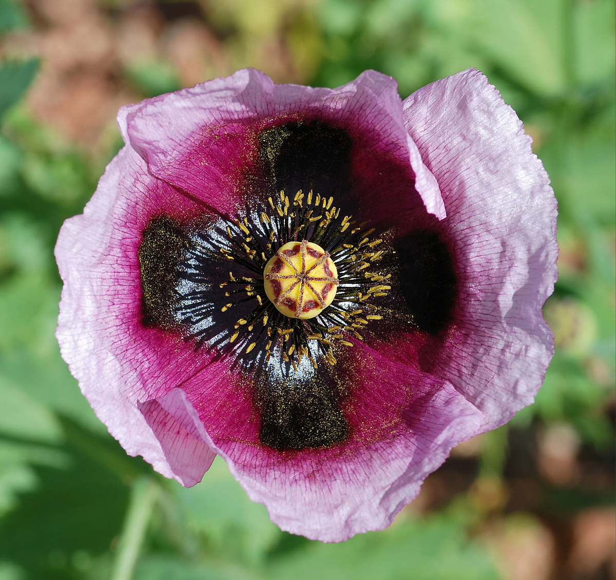 Мак разборы. Мак папавер. Мак щетинконосный Papaver setigerum. Мак самосейка опиум. Мак рода Papaver somniferum.