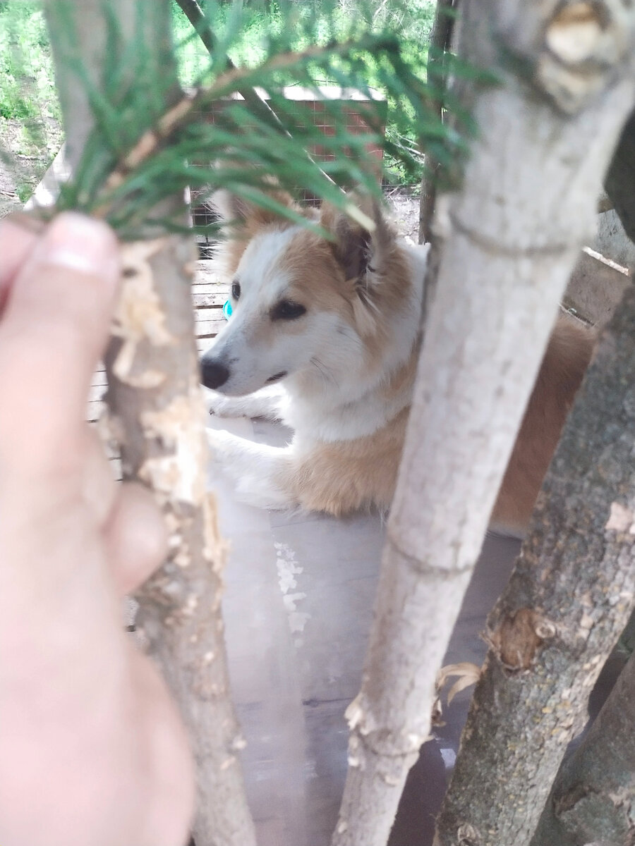 Сви под ёлочкой