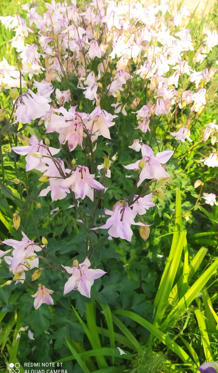 Моя аквилегия