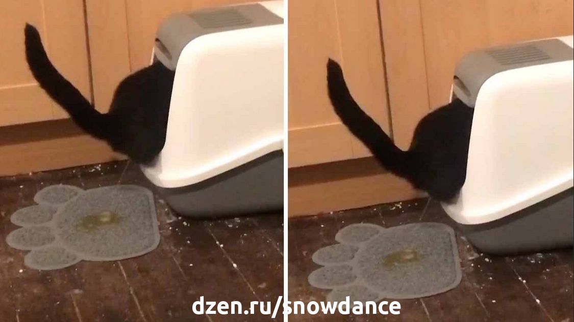 Кошка писает вне лотка - из вредности? | КотоВедение | Дзен