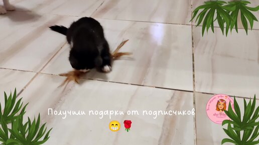 🍀 Спинальник Тедди💓 получил новые подарки 🎁