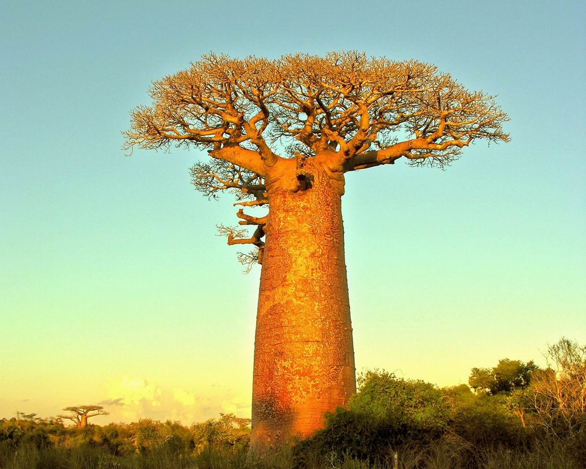 Толстое дерево 6. Баобаб Адансония. Баобаб в саванне Африки. Баобаб Адансония Мадагаскарская. Баобаб (Адансония пальчатая.