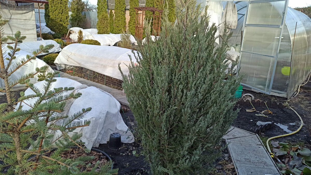 Блю Эрроу. Высота около 180 см. Весна 2023г.