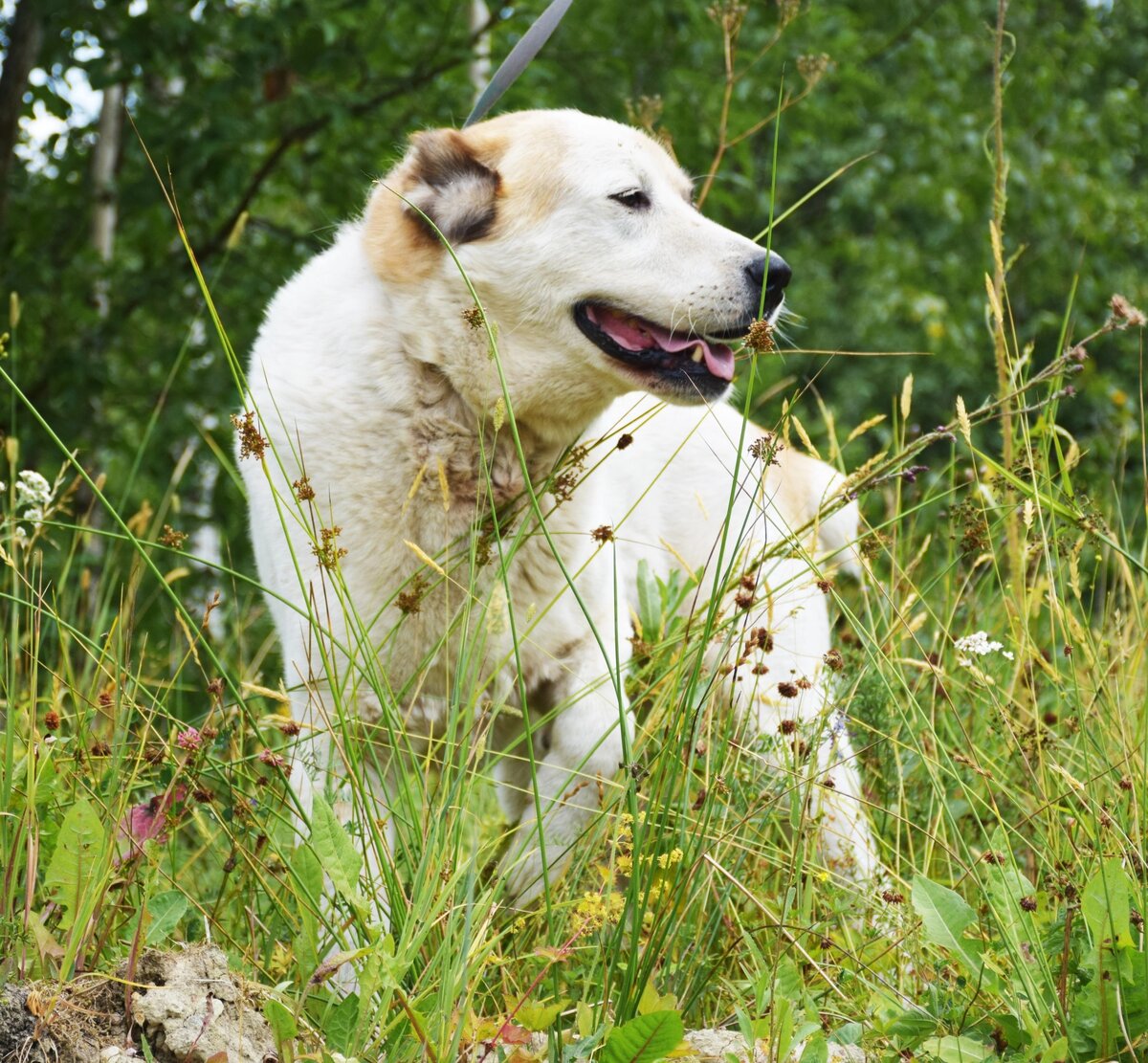 группа медведь. приют для собак маша и медведь. собака машка. приют для собак маша и медведь. приют для собак маша и медведь.