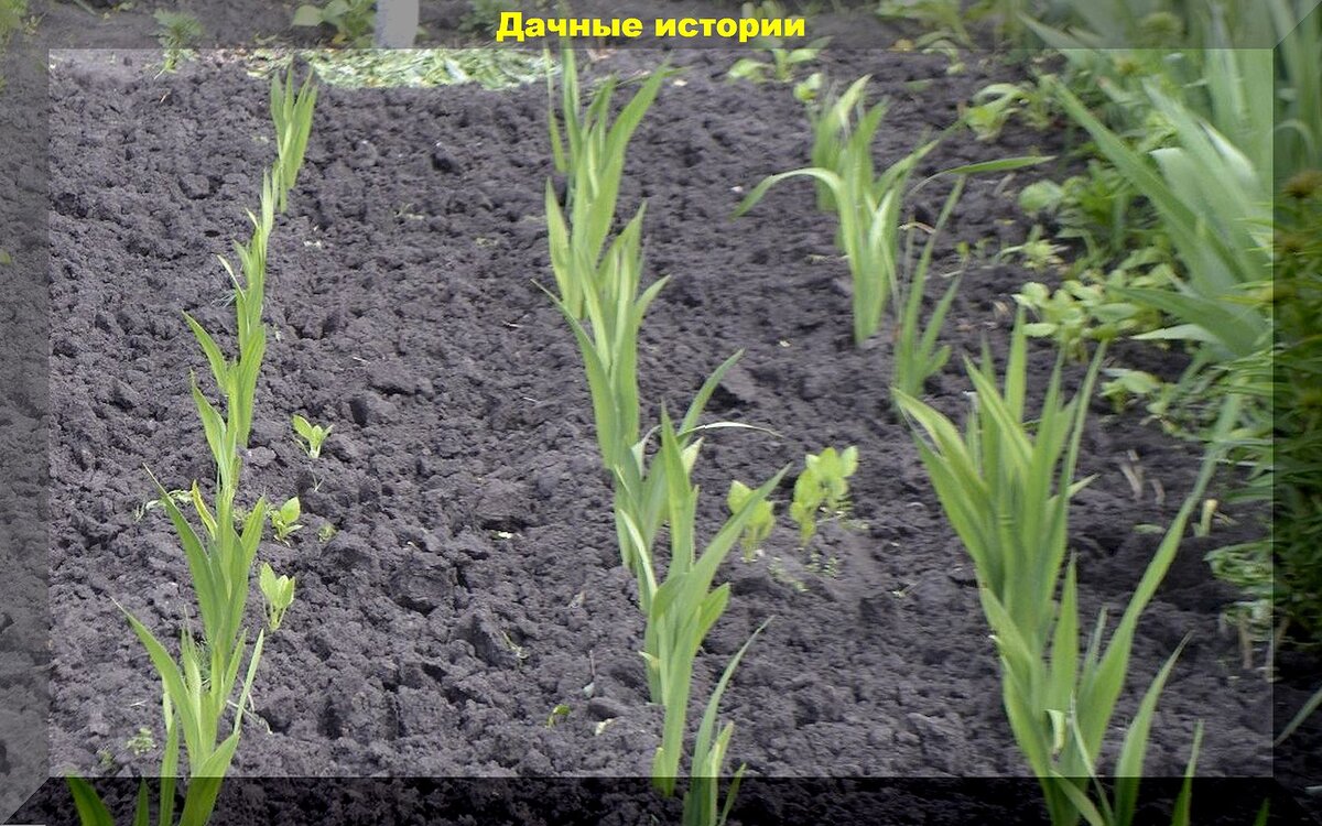 Схема посадки гладиолусов на клумбе