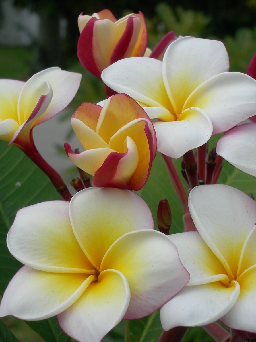 Цветок франжипани