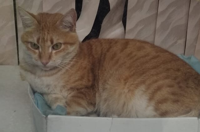    Фото: 43 Гоша