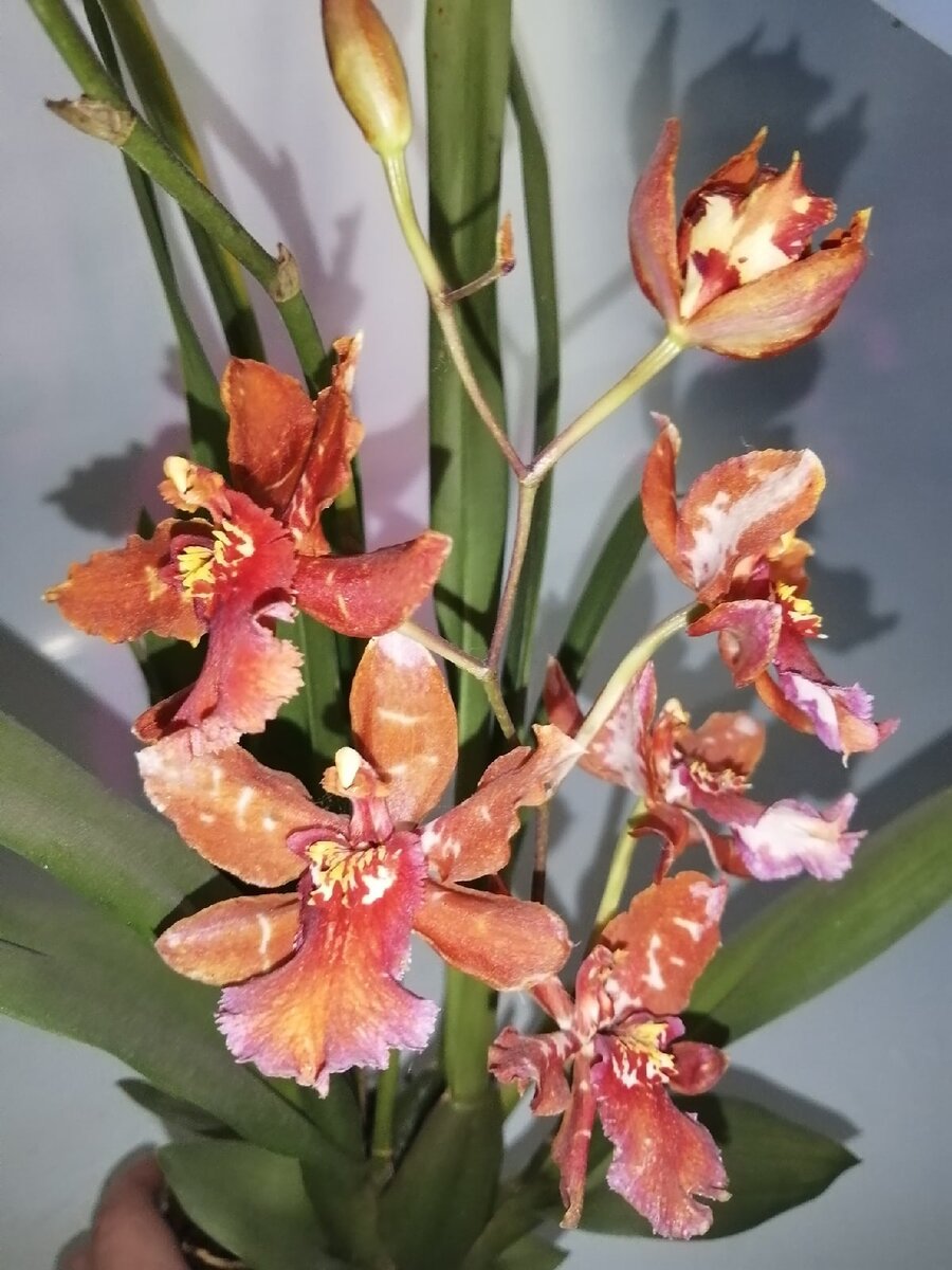 Орхидея Камбрия: посадка, уход и размножение в домашних условиях