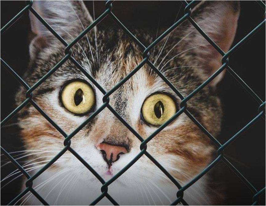 Источник: https://pixabay.com/