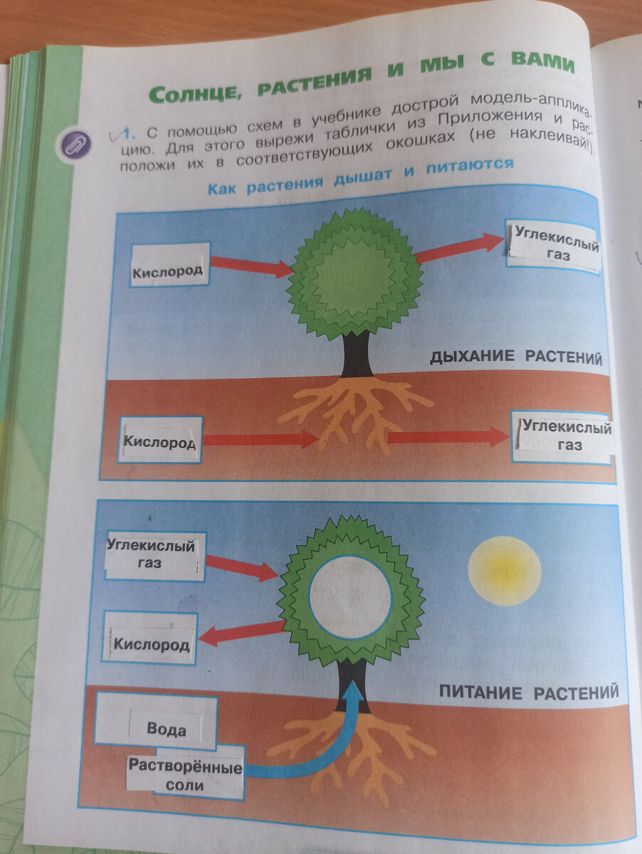 Демонстрационная модель цветка