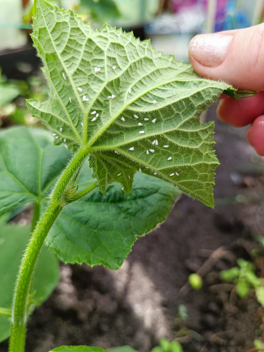 Вот такая у меня оказия недавно приключилась... Думала ,что уже распрощалась с этой напастью после обработки теплицы осенью и весной , и вот опять ...