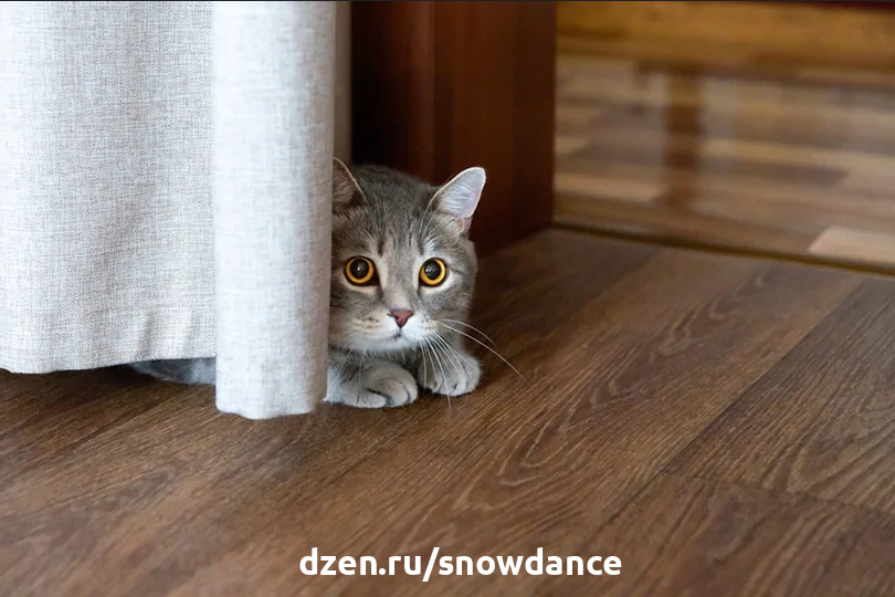 Почему моя кошка боится вентилятора? Возможные причины