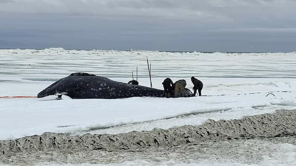 Фото: t.me/uelen_chukotka