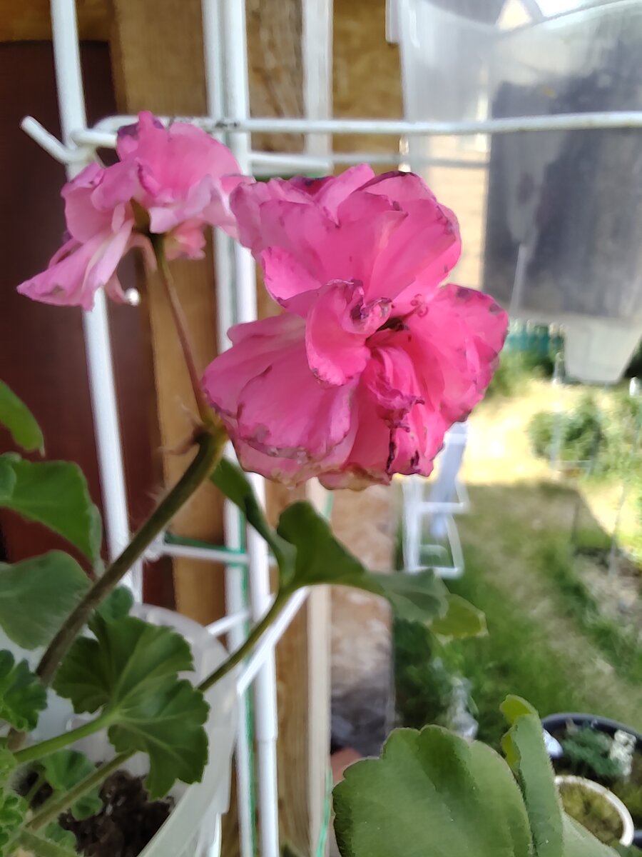 Пеларгония Рапунцель 2023г