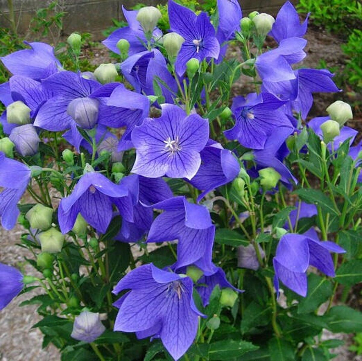 Amo las flores. Disfruto especialmente cuidándolos. He coleccionado plantas perennes, anuales, arbustos y trepadoras de fácil cuidado que florecen en varios tonos de azul.-6