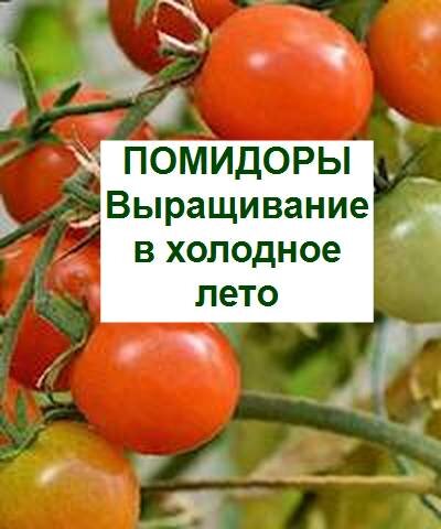 уход за помидорами в холодное лето