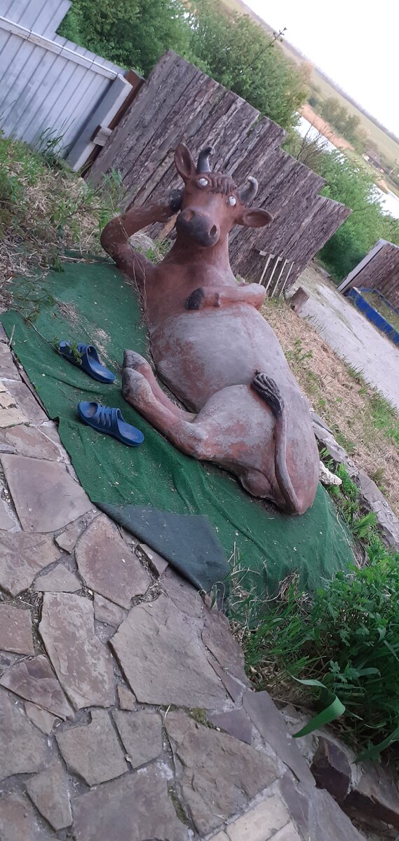 Удивляющаяся корова. Фото автора.