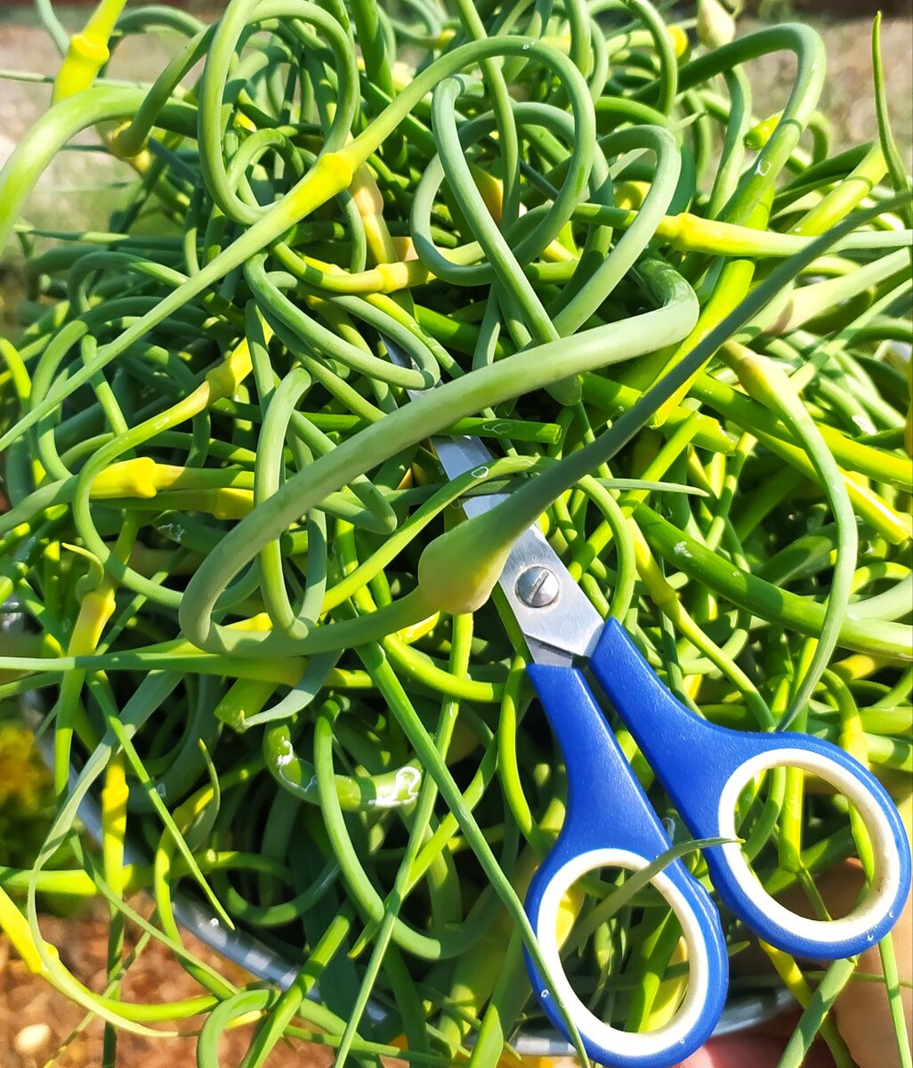 Самые крупные и желтоватые бульбочки я отрезаю и выбрасываю.