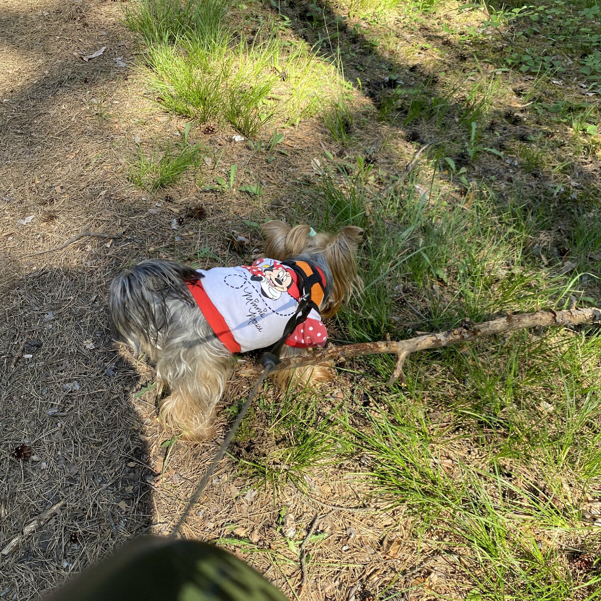 Занята собачка, не до меня ей и не до фотосессии.