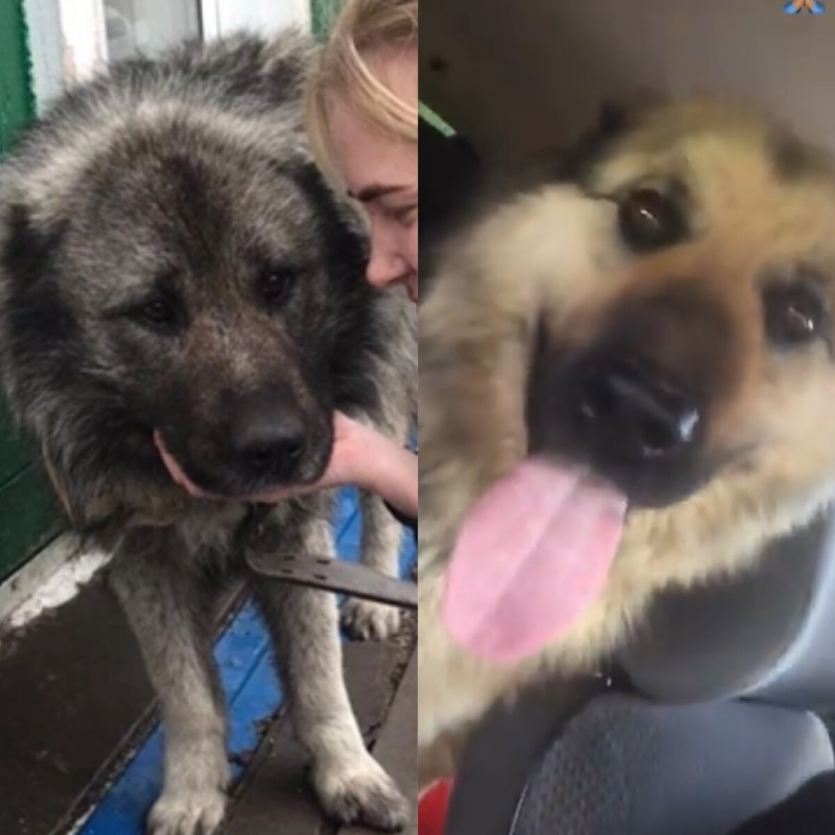 Миша и Рыся