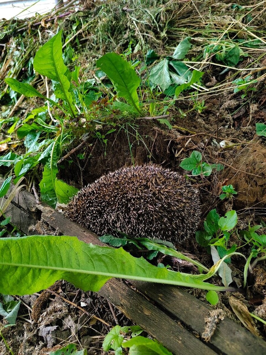 вот такой очаровательный сосед поселился у нас на участке