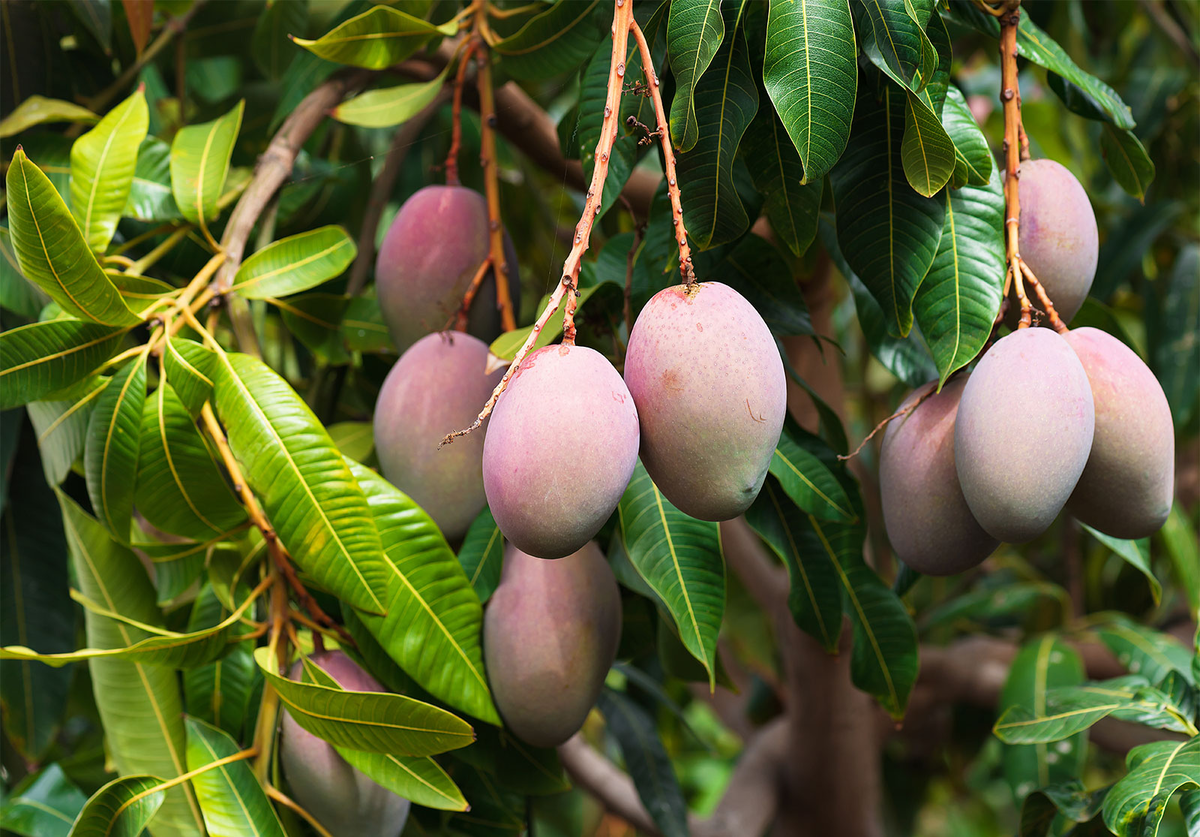 Манго рос. Манго фрукт дерево. Манго ( Mangifera Indica. Тайское манго дерево. Манговое дерево (Mangifera Indica.