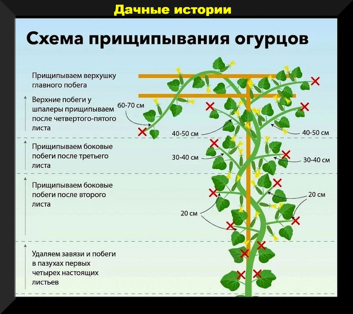 Огурцы в конце июня-начале июля: разбираем агротехнику, даем советы,  исправляем ошибки в уходе | Дачные истории | Дзен