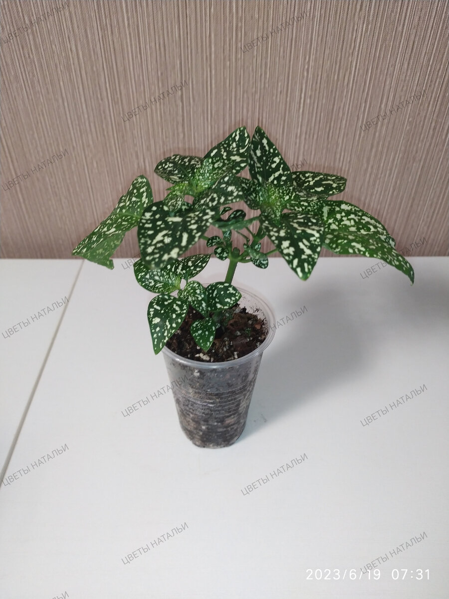 Hypoestes (Гипоэстес)