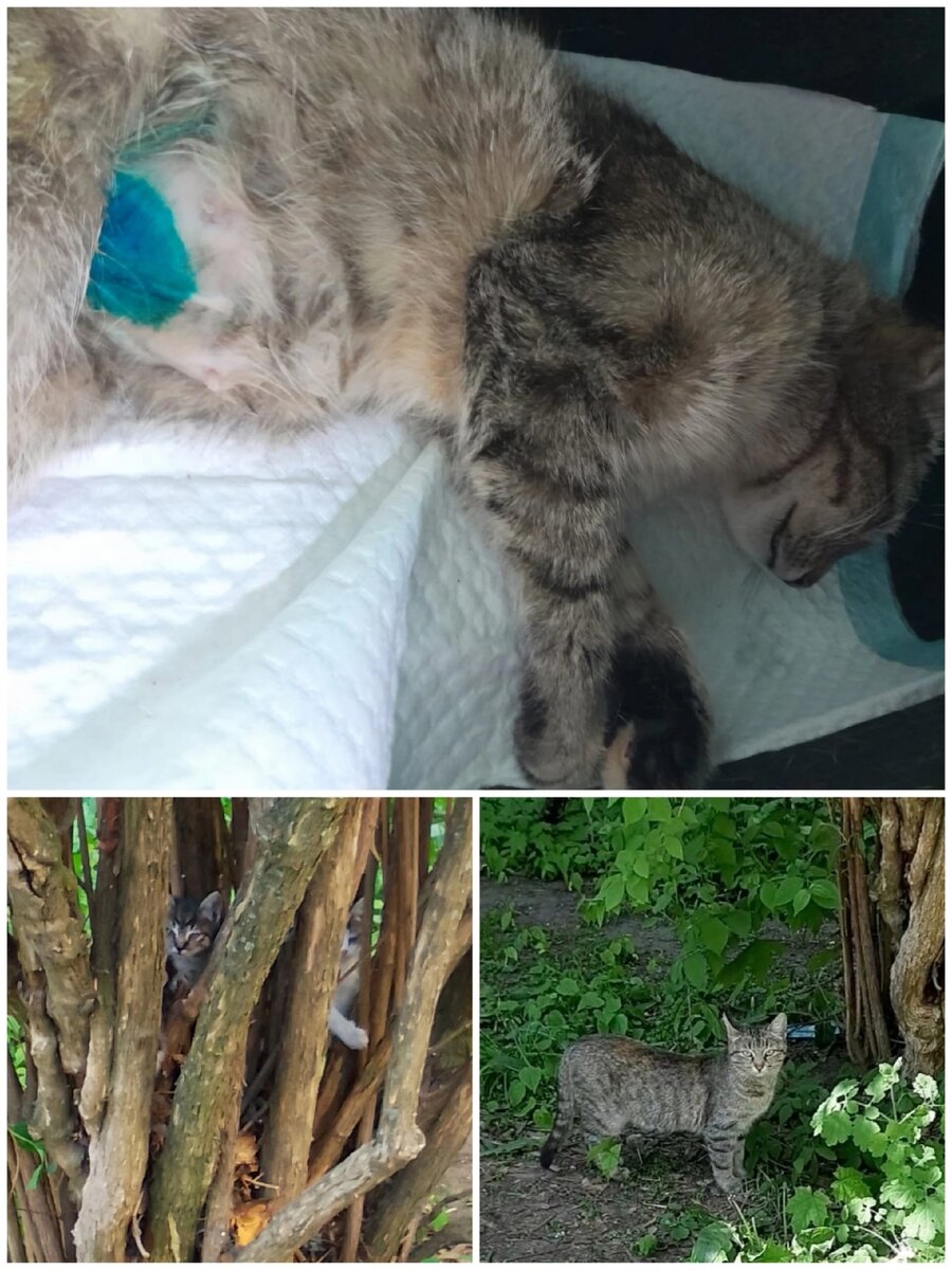 у кошки три дня нет стула